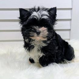 Luna - Parti female Yorkshire Terrier puppy in Austin, Texas from Rhine Valley Yorkies