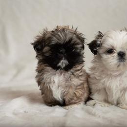 Shih Tzu Puppies from Good Lil Shih Tzu