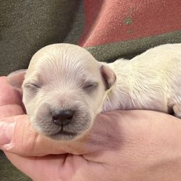 Ace - White male Maltipoo puppy in Mabelvale, Arkansas from Durham's Designer Poos
