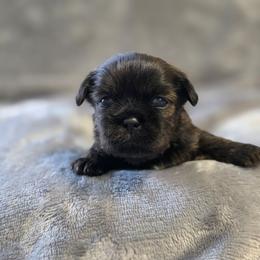 Rocky - Chocolate and tan male Shih Tzu puppy in Ronda, North Carolina from Willow River