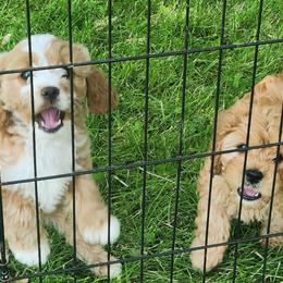 Cavapoos from Cava Companions