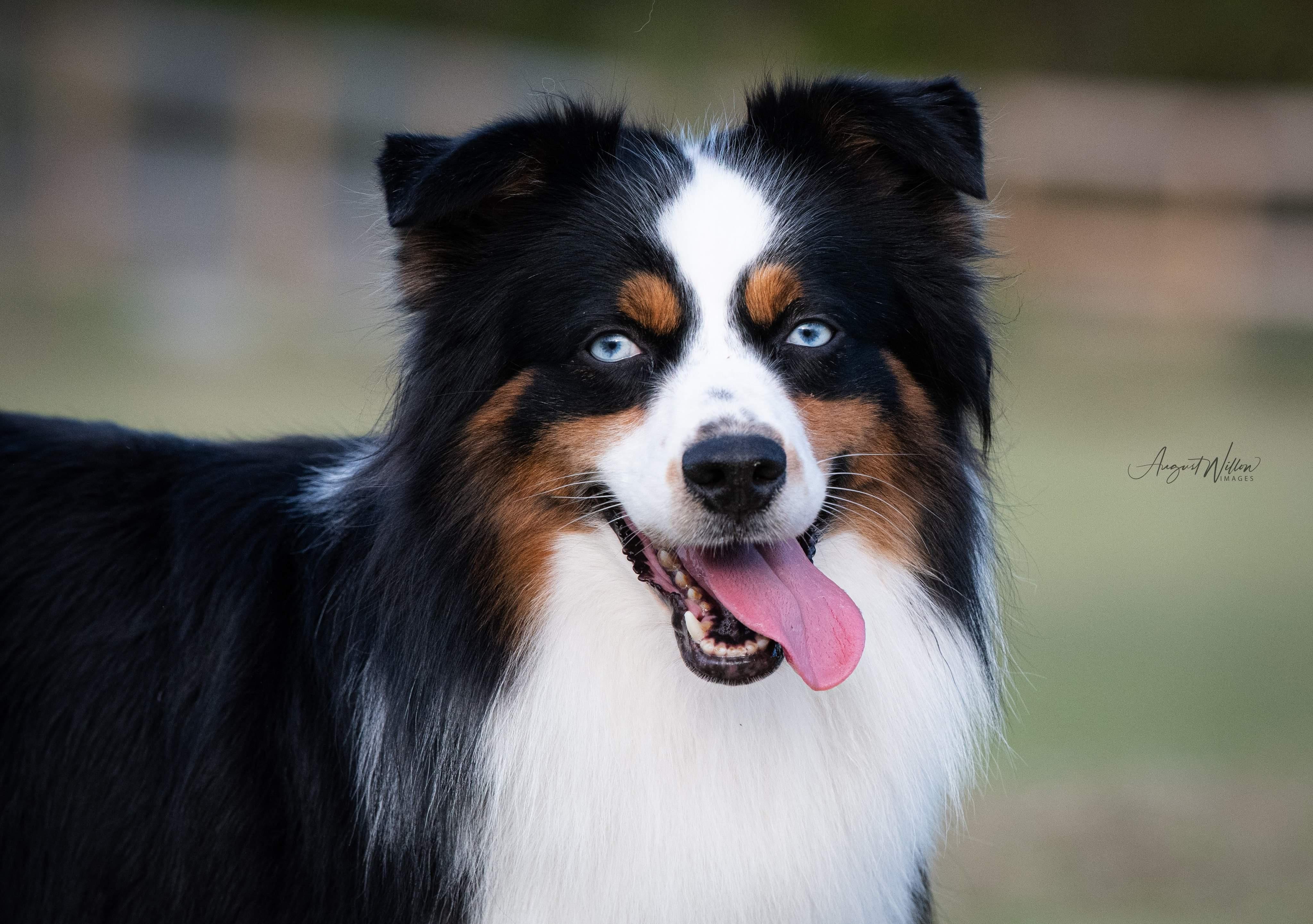 Long tail Australian Shepherd Puppies for sale | Lancaster Puppies, image size:4096x2883