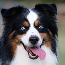 Miniature Australian Shepherds and Toy Australian Shepherds from Ripple Creek