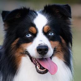 Miniature Australian Shepherds and Toy Australian Shepherds from Ripple Creek