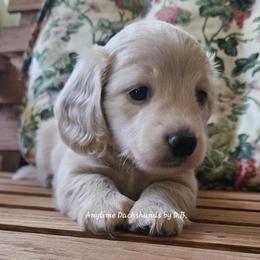 Ruby Sue 2125 - Red female Dachshund puppy in Ovett, Mississippi from Anytime Dachshunds by D.B.