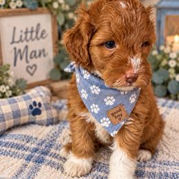 Rocket - Blue Collar - Apricot male Goldendoodle puppy in Huntsville, Alabama from Falcon Ridge Doodles