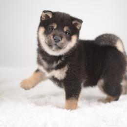 Koyo 🩵 Black and Tan Boy - Black and tan male Shiba Inu puppy in Neosho, Missouri from Sunny Terrace Shibas