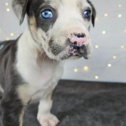Lacey NALC - Blue merle female Catahoula Leopard Dog puppy in Doerun, Georgia from Twig & Tail Puppies