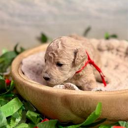 Coral (red) - Apricot female Goldendoodle puppy in Haltom City, Texas from Ohana Doodles