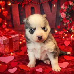 Amelia - Tri-color female Pomsky puppy in Amarillo, Texas from Pom Pom Pomskies