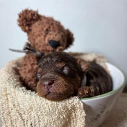 Hazelnut (Hazel) - Red phantom female Aussiedoodle puppy in Haleyville, Alabama from The Cuddly Dood Ranch