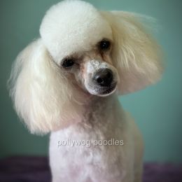Barbie - Cream female Poodle puppy in Summerville, Georgia from Pearly’s Pugs & Pollywog Poodles