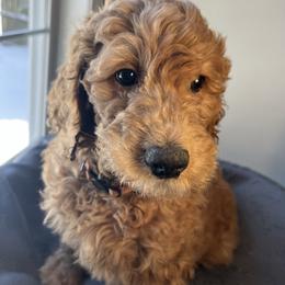 Cookie - Apricot female Goldendoodle puppy in Clarksville, Tennessee from Golden Pine Designer Doodles