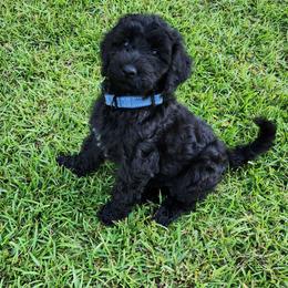 Mr Gray - Black male Goldendoodle puppy in Cumming, Georgia from Chattahoochee Kennels