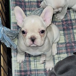 Lilly - Cream female French Bulldog puppy in Ardmore, Oklahoma from Big Ox Bulldogs