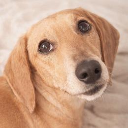 Hollie - Dachshund