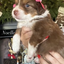Noelle - Red tri female Toy Australian Shepherd puppy in Kenedy, Texas from C&W Toy Aussies & Poodles