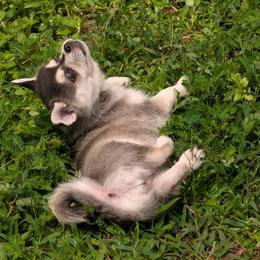 Daisy Mae - Gray and white female Alaskan Klee Kai puppy in Marietta, Georgia from Whitesel Klee Kais