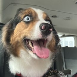 Roa - Miniature Australian Shepherd