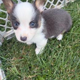 Murphy - Gray and white male American Corgi puppy in Oxford, Iowa from Burns Corgis