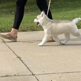 Siberian Husky Puppies from TreeLine Siberians