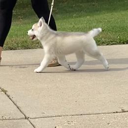 Siberian Husky Puppies from TreeLine Siberians