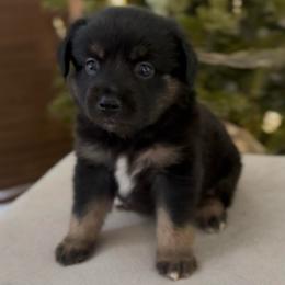 Jaime Oliver - Black tri male Miniature Australian Shepherd puppy in Queen Creek, Arizona from Arizona Aussies