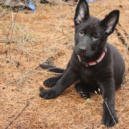 German Shepherd Puppies from Thornock Shepherds