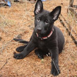 German Shepherd Puppies from Thornock Shepherds