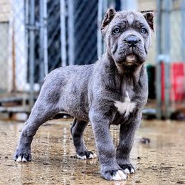 Cane Corso from Black Magic Cane Corso
