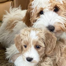 Goldendoodles from Arizona Doodle Pup Co