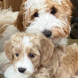 Goldendoodles from Arizona Doodle Pup Co