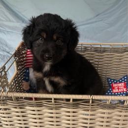 Luna - Black female Australian Shepherd puppy in Harrah, Oklahoma from Kamm's Aussies