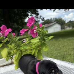 Girl 2 - Black and tan female Dachshund puppy in Brandon, Mississippi from A & N Kennels