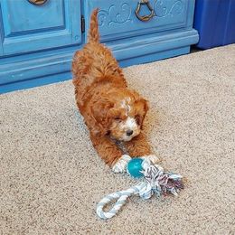 Cavapoo Puppies from SunnySide Mini Doodles