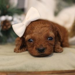 Peppermint Patty - Red female Cavapoo puppy in Axtell, Texas from Dlm_doodles