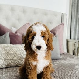 Lilie - Goldendoodle
