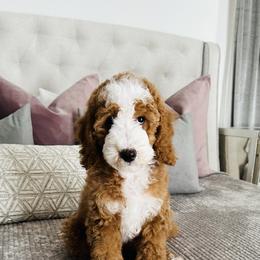 Lilie - Goldendoodle