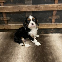 Cavalier King Charles Spaniel Puppies from Cozy Cavaliers