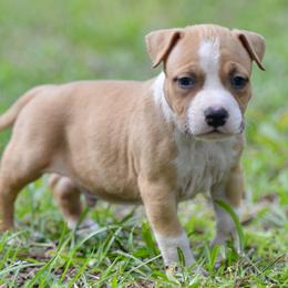 Boy 2 - Red male American Staffordshire Terrier puppy in St. Augustine, Florida from LBK & Ancient City