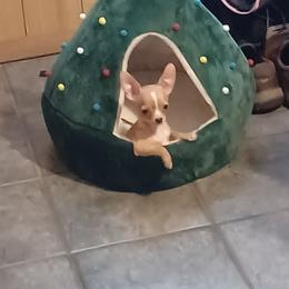 Chihuahua Puppies from Misty Morn Chihuahuas