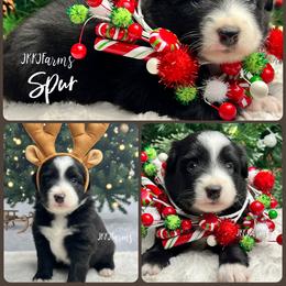 (1) Spur - Black tri male Miniature Australian Shepherd puppy in Huntington, Texas from JKKJ Farms