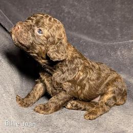 Billie Jean - Brown and tan female Cockapoo puppy in Sunset, Louisiana from Cano Cockapoos