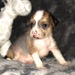 Ali - Slate female Chinese Crested puppy in Rockwall (Dallas Area), Texas from Ridgelake Ranch Chinese Cresteds