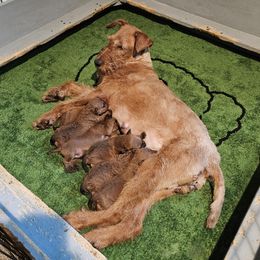 Irish Terrier puppies from Geordan Irish Terriers