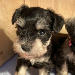 Miniature Schnauzers from Sovereign Dynasty Schnauzers