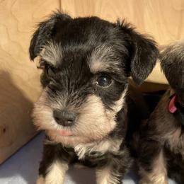 Miniature Schnauzers from Sovereign Dynasty Schnauzers