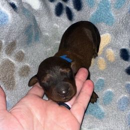 Boy blue - Red male Dachshund puppy in Blountville, Tennessee from Dachshund Delight