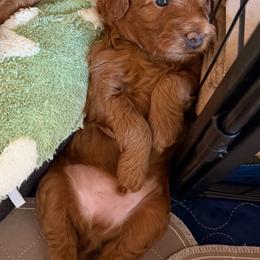 Paul - Red male Cockapoo puppy in Portland, Oregon from Little Luvs Mini Cockapoos