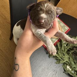 Purple female - Liver roan female German Shorthaired Pointer puppy in Osawatomie, Kansas from Doyle’s GSP